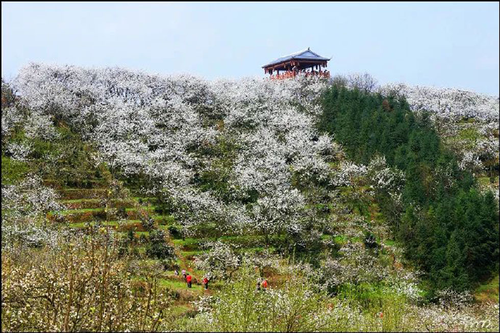【春天，广西桂林灌阳县向您发出邀请！】我们在灌阳看梨花 - 游山玩水 - 那曲生活社区 - 那曲28生活网 nq.28life.net