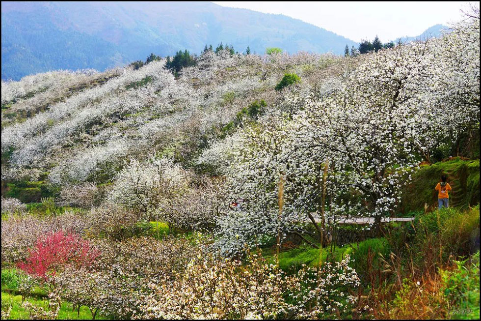 【春天，广西桂林灌阳县向您发出邀请！】我们在灌阳看梨花 - 游山玩水 - 那曲生活社区 - 那曲28生活网 nq.28life.net