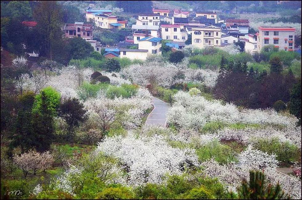 【春天，广西桂林灌阳县向您发出邀请！】我们在灌阳看梨花 - 游山玩水 - 那曲生活社区 - 那曲28生活网 nq.28life.net