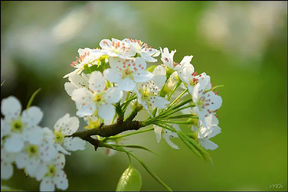 【春天，广西桂林灌阳县向您发出邀请！】我们在灌阳看梨花 - 游山玩水 - 那曲生活社区 - 那曲28生活网 nq.28life.net