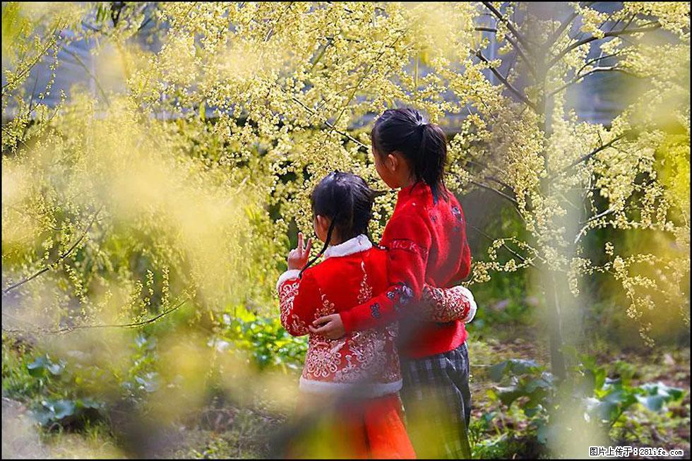【春天，广西桂林灌阳县向您发出邀请！】米珠山前有片山苍子花在飘香 - 游山玩水 - 那曲生活社区 - 那曲28生活网 nq.28life.net