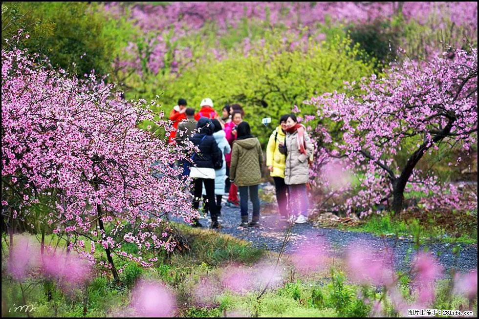 【春天，广西桂林灌阳县向您发出邀请！】官庄村有个醉美的桃花园 - 游山玩水 - 那曲生活社区 - 那曲28生活网 nq.28life.net