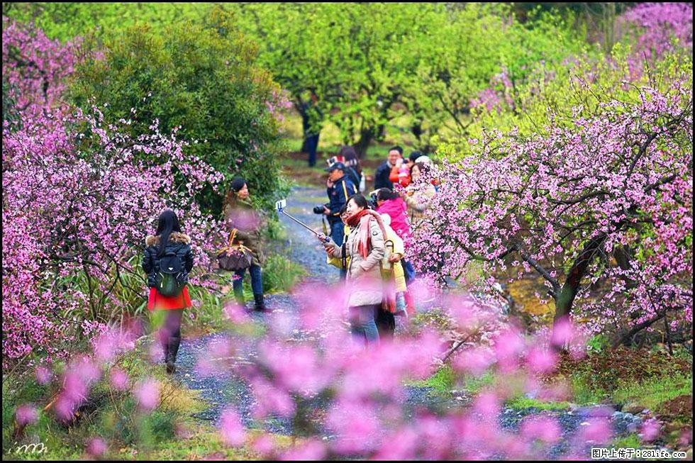 【春天，广西桂林灌阳县向您发出邀请！】官庄村有个醉美的桃花园 - 游山玩水 - 那曲生活社区 - 那曲28生活网 nq.28life.net