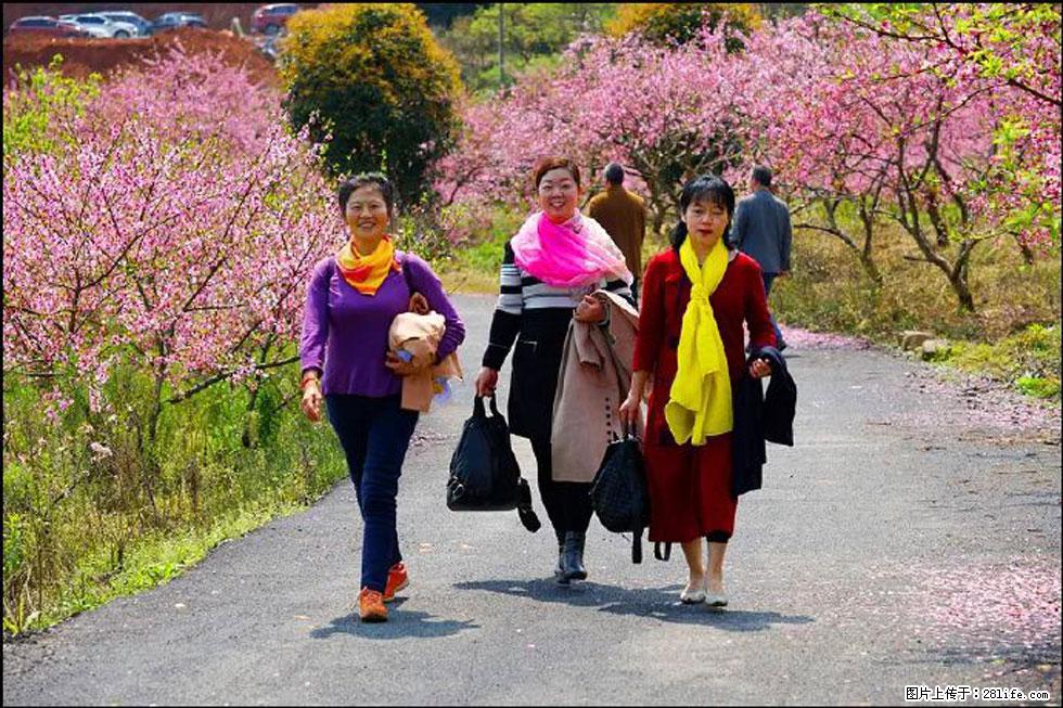 【春天，广西桂林灌阳县向您发出邀请！】官庄村有个醉美的桃花园 - 游山玩水 - 那曲生活社区 - 那曲28生活网 nq.28life.net