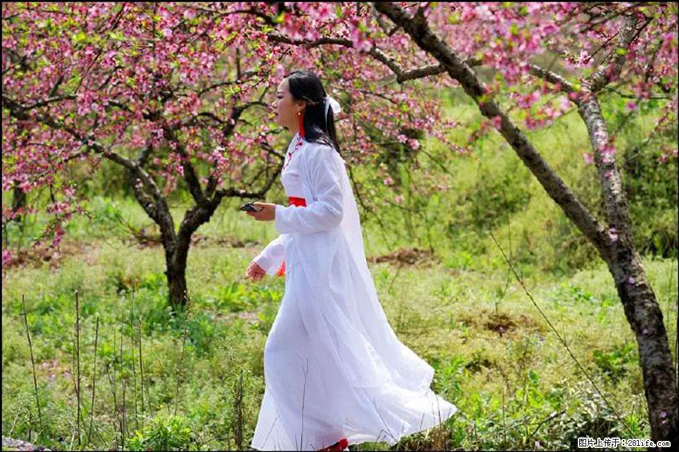 【春天，广西桂林灌阳县向您发出邀请！】官庄村有个醉美的桃花园 - 游山玩水 - 那曲生活社区 - 那曲28生活网 nq.28life.net