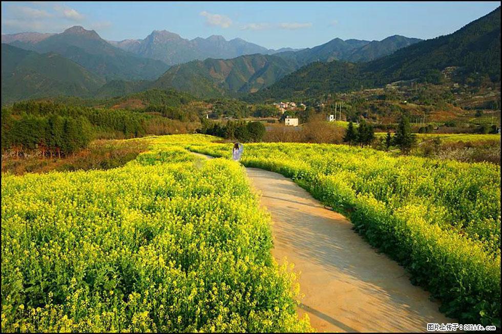 【春天,广西桂林灌阳县向您发出邀请!】长坪村油菜盛情花开 - 游山玩水 - 那曲生活社区 - 那曲28生活网 nq.28life.net