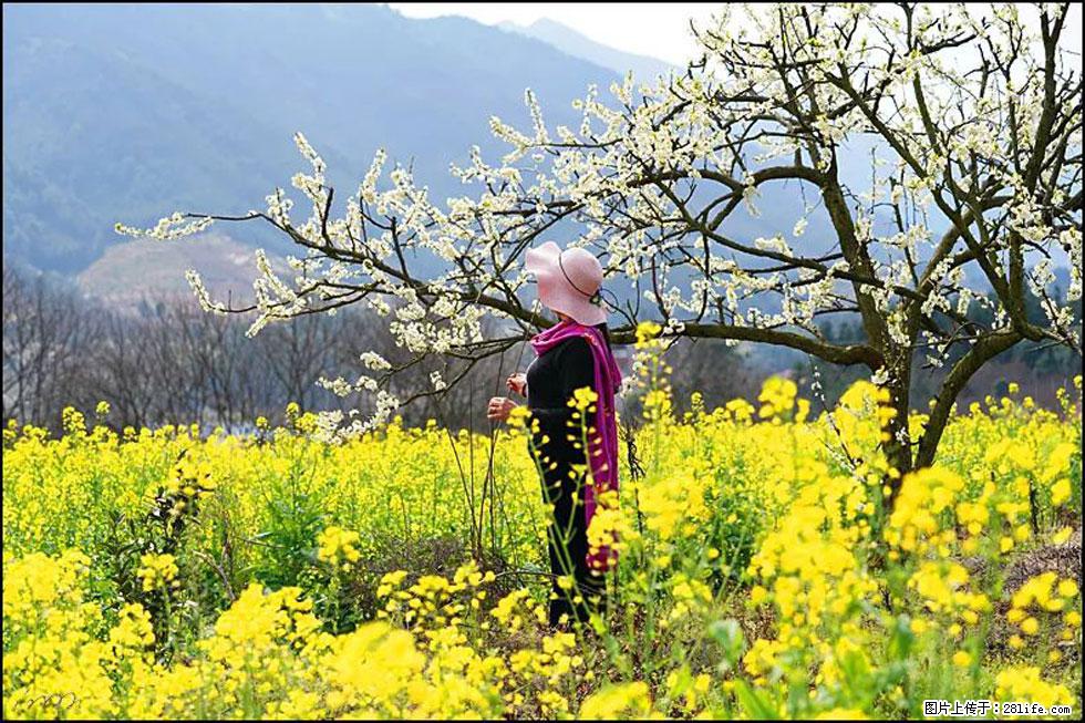 【春天,广西桂林灌阳县向您发出邀请!】长坪村油菜盛情花开 - 游山玩水 - 那曲生活社区 - 那曲28生活网 nq.28life.net