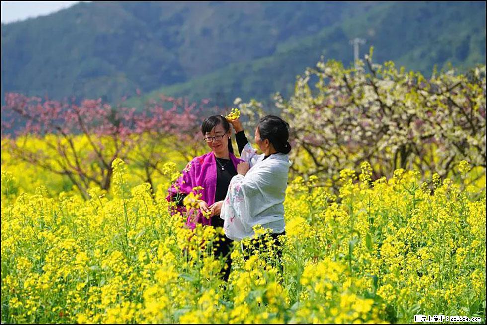 【春天,广西桂林灌阳县向您发出邀请!】长坪村油菜盛情花开 - 游山玩水 - 那曲生活社区 - 那曲28生活网 nq.28life.net