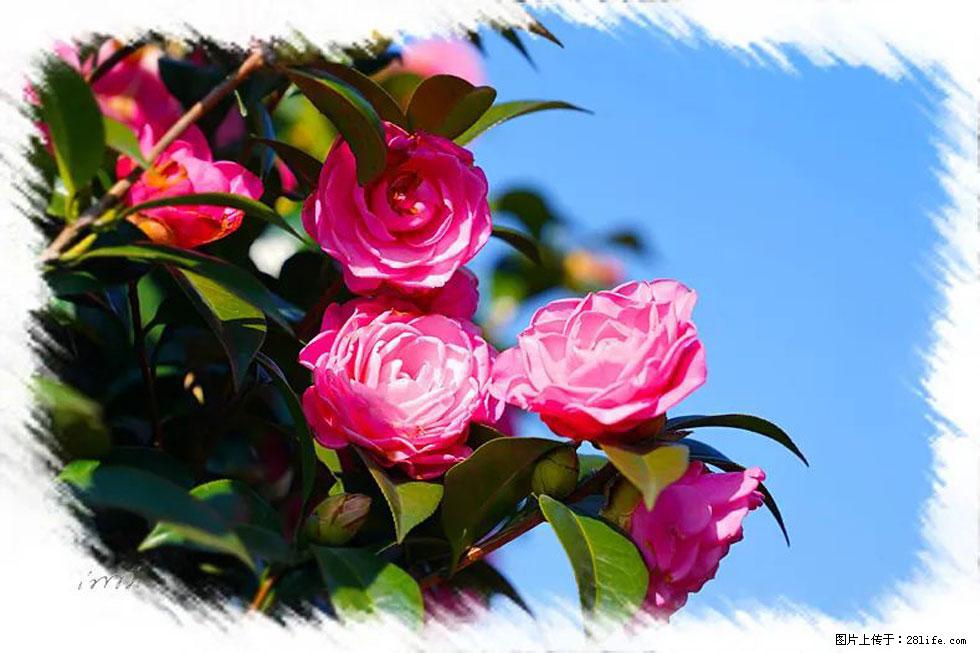 【春天，广西桂林灌阳县向您发出邀请！】杨柳井茶花惹人爱 - 游山玩水 - 那曲生活社区 - 那曲28生活网 nq.28life.net