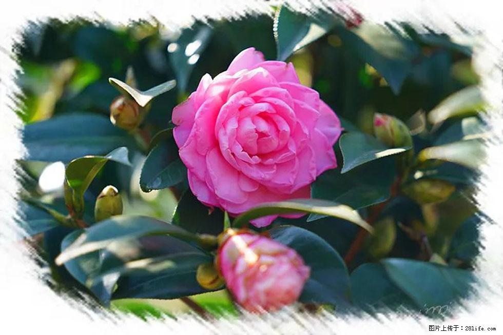 【春天，广西桂林灌阳县向您发出邀请！】杨柳井茶花惹人爱 - 游山玩水 - 那曲生活社区 - 那曲28生活网 nq.28life.net