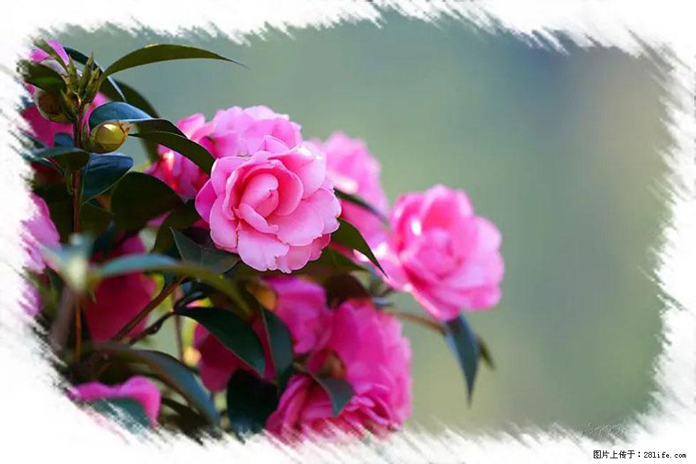 【春天，广西桂林灌阳县向您发出邀请！】杨柳井茶花惹人爱 - 游山玩水 - 那曲生活社区 - 那曲28生活网 nq.28life.net