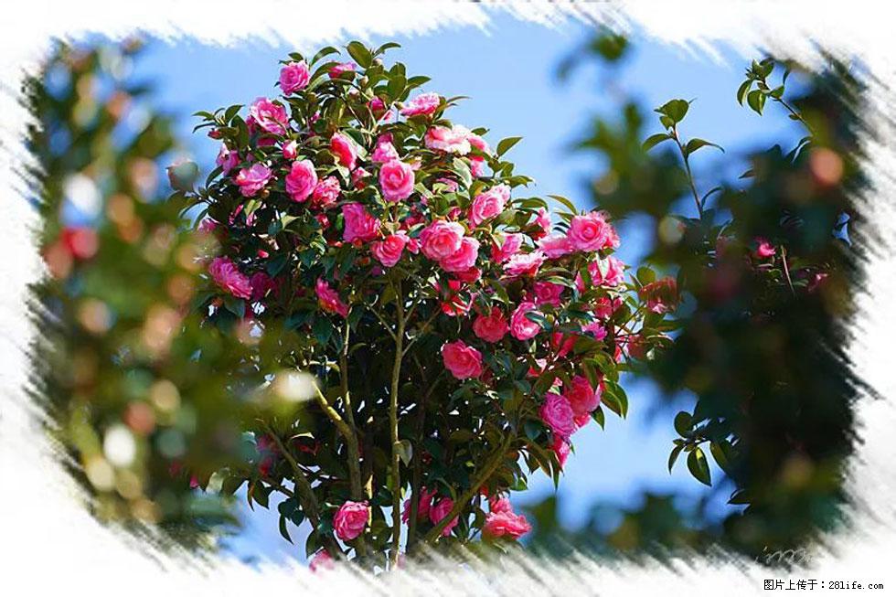 【春天，广西桂林灌阳县向您发出邀请！】杨柳井茶花惹人爱 - 游山玩水 - 那曲生活社区 - 那曲28生活网 nq.28life.net