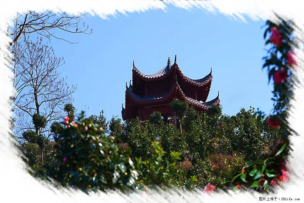 【春天，广西桂林灌阳县向您发出邀请！】杨柳井茶花惹人爱 - 游山玩水 - 那曲生活社区 - 那曲28生活网 nq.28life.net