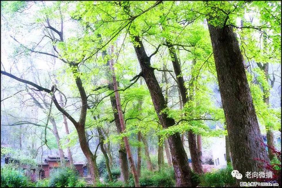 【春天，广西桂林灌阳县向您发出邀请！】在小龙村与春天约会 - 游山玩水 - 那曲生活社区 - 那曲28生活网 nq.28life.net