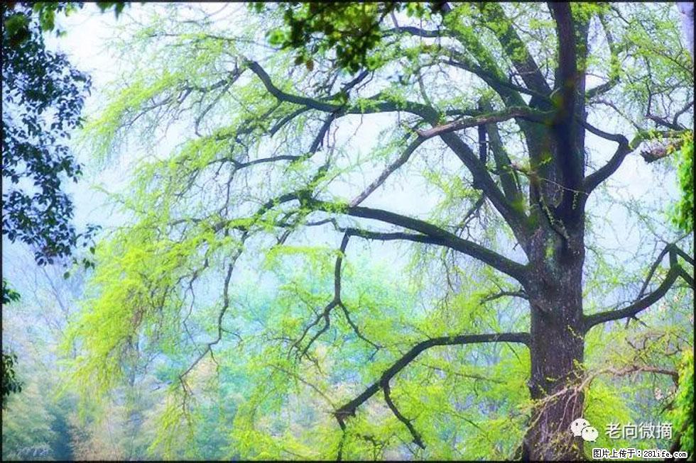 【春天，广西桂林灌阳县向您发出邀请！】在小龙村与春天约会 - 游山玩水 - 那曲生活社区 - 那曲28生活网 nq.28life.net
