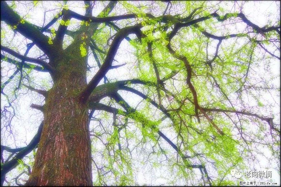 【春天，广西桂林灌阳县向您发出邀请！】在小龙村与春天约会 - 游山玩水 - 那曲生活社区 - 那曲28生活网 nq.28life.net