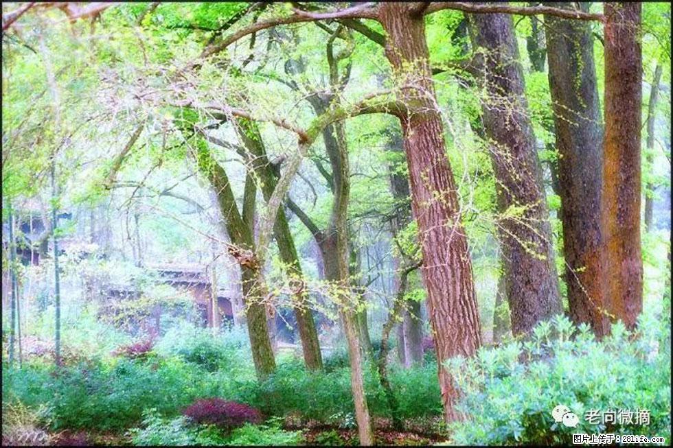 【春天，广西桂林灌阳县向您发出邀请！】在小龙村与春天约会 - 游山玩水 - 那曲生活社区 - 那曲28生活网 nq.28life.net