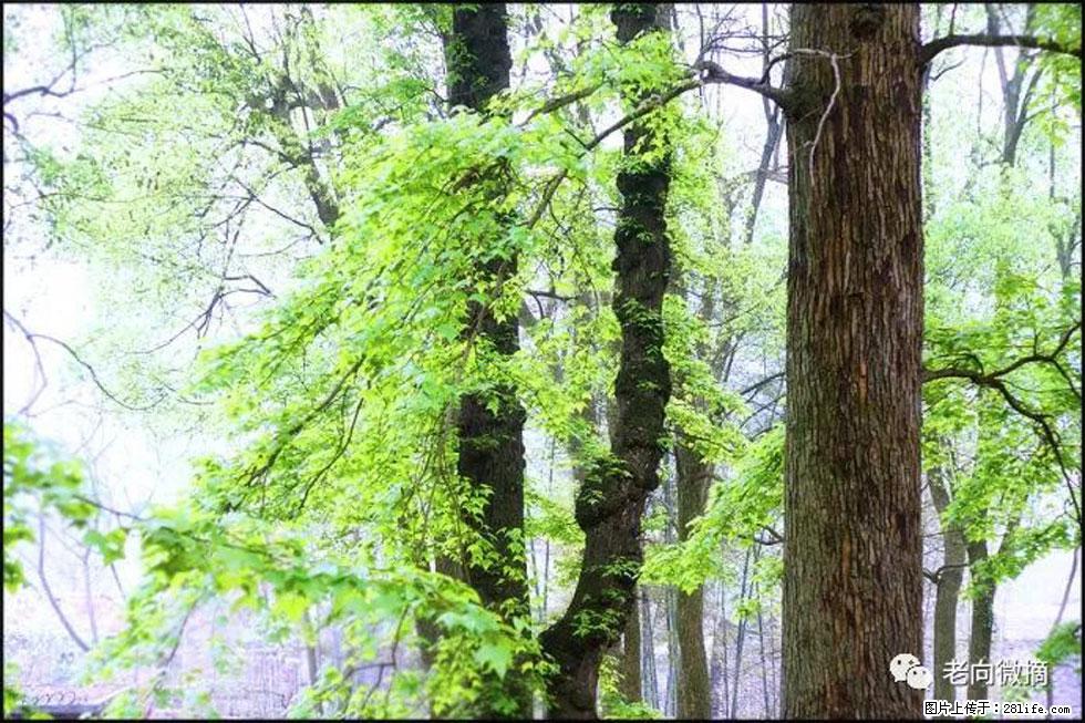【春天，广西桂林灌阳县向您发出邀请！】在小龙村与春天约会 - 游山玩水 - 那曲生活社区 - 那曲28生活网 nq.28life.net