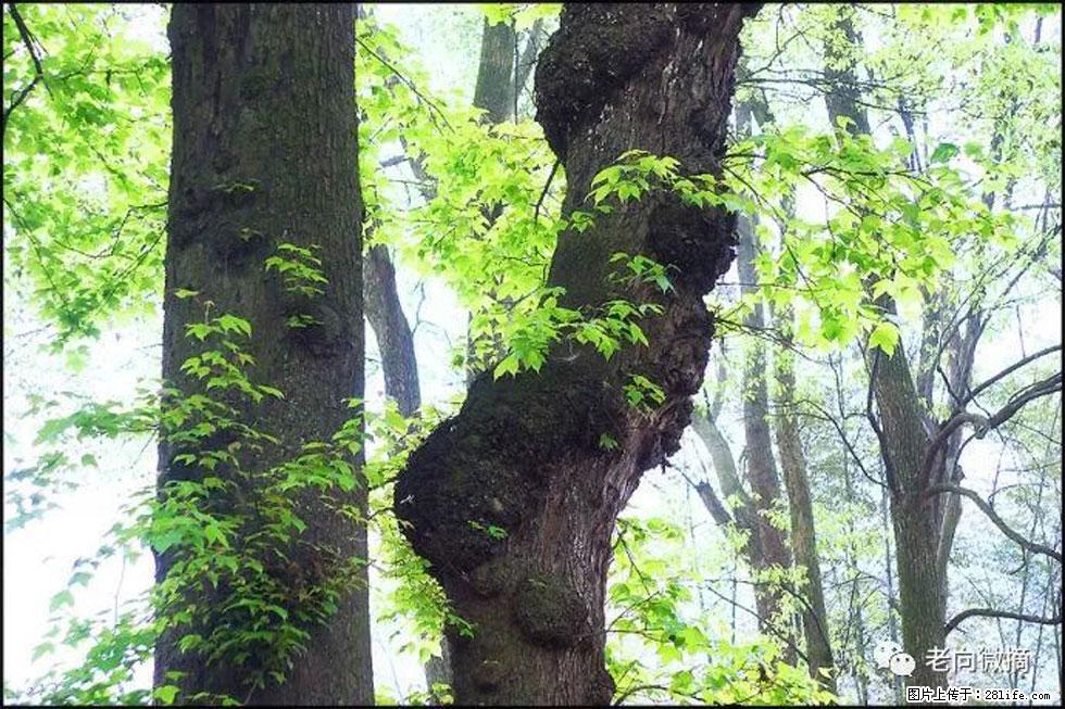 【春天，广西桂林灌阳县向您发出邀请！】在小龙村与春天约会 - 游山玩水 - 那曲生活社区 - 那曲28生活网 nq.28life.net