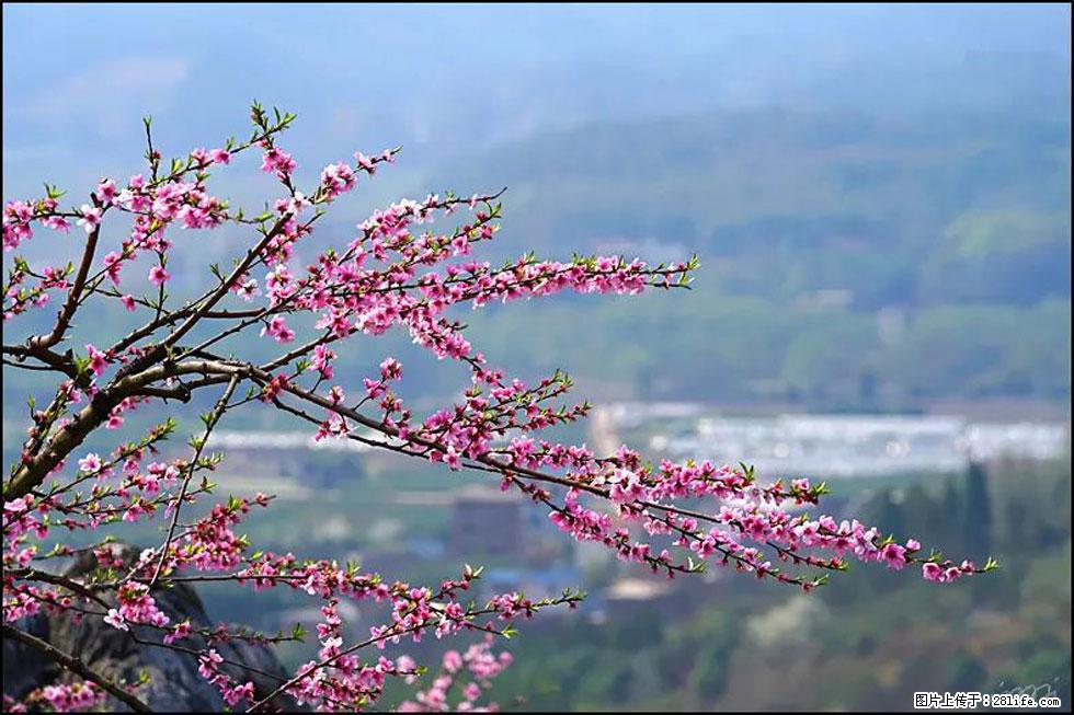 【春天，广西桂林灌阳县向您发出邀请！】望月岭上桃花开 - 游山玩水 - 那曲生活社区 - 那曲28生活网 nq.28life.net