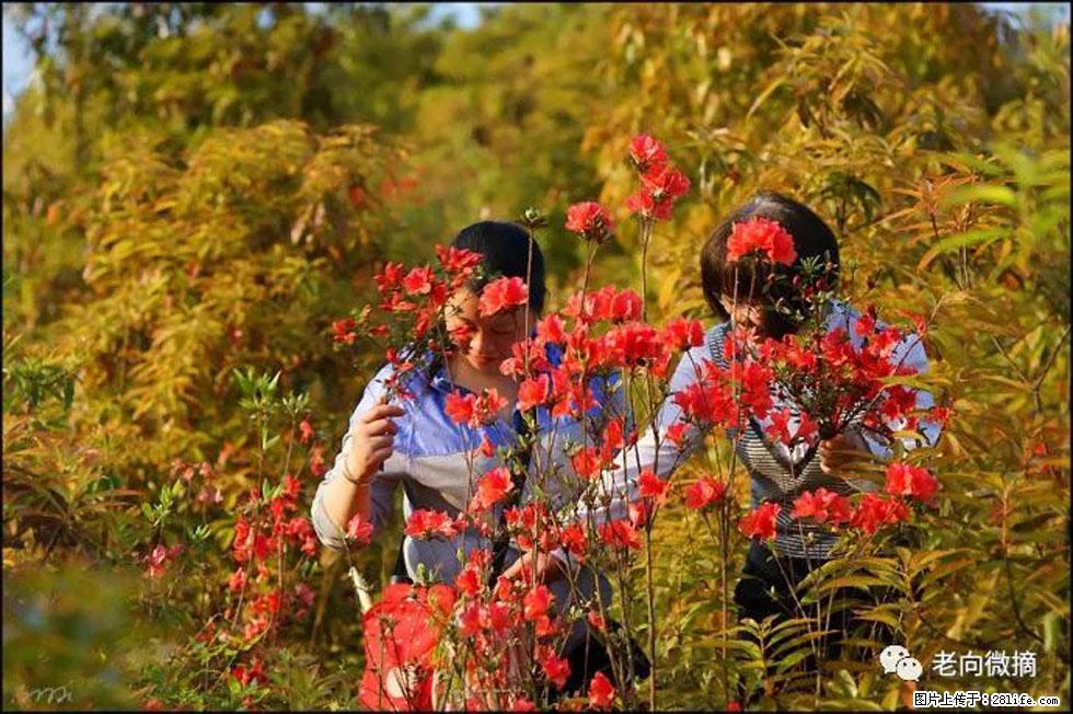 【春天，广西桂林灌阳县向您发出邀请！】登麒麟山，相约映山红 - 游山玩水 - 那曲生活社区 - 那曲28生活网 nq.28life.net