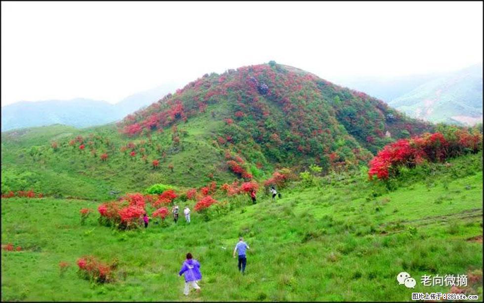 【春天，广西桂林灌阳县向您发出邀请！】宝盖山上映山红 - 游山玩水 - 那曲生活社区 - 那曲28生活网 nq.28life.net