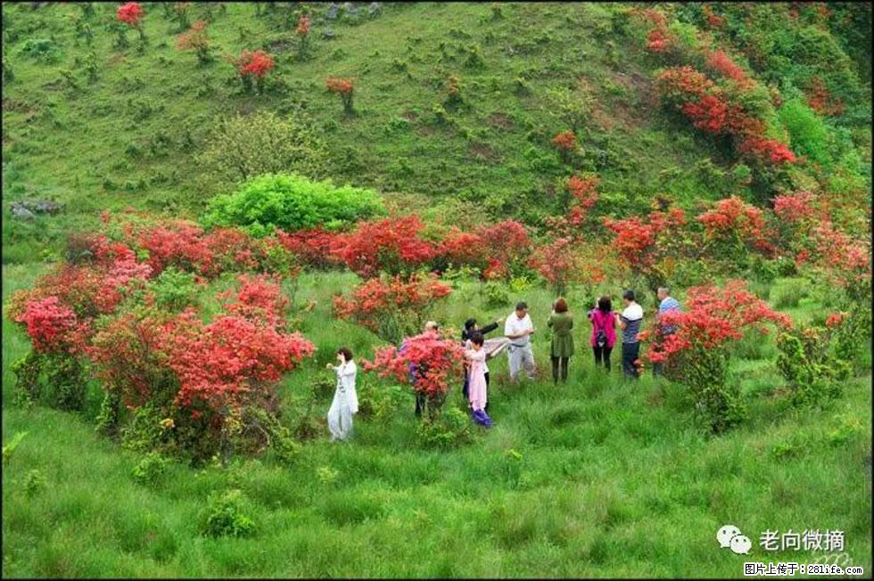 【春天，广西桂林灌阳县向您发出邀请！】宝盖山上映山红 - 游山玩水 - 那曲生活社区 - 那曲28生活网 nq.28life.net