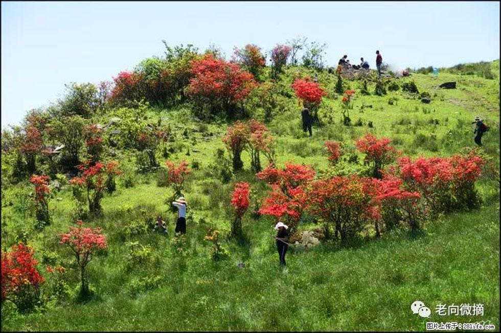 【春天，广西桂林灌阳县向您发出邀请！】宝盖山上映山红 - 游山玩水 - 那曲生活社区 - 那曲28生活网 nq.28life.net