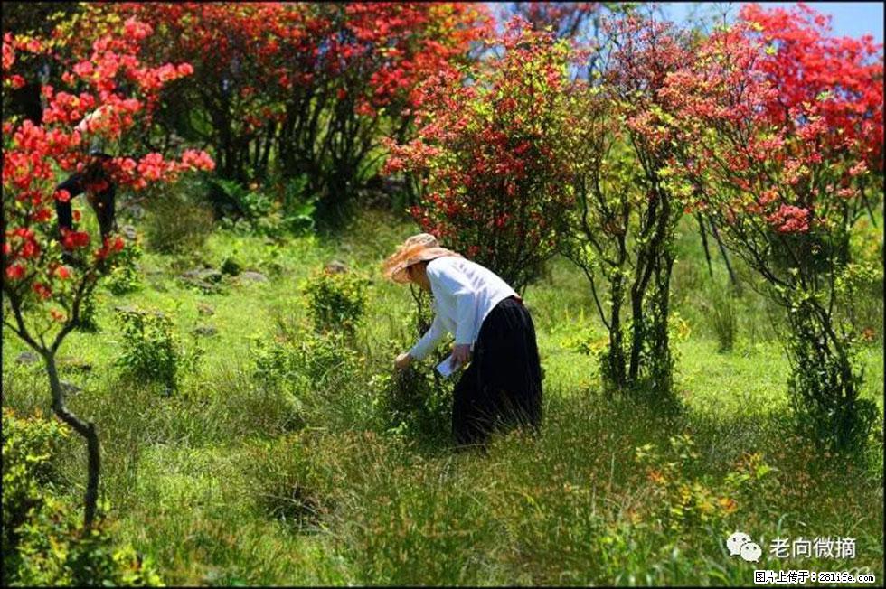 【春天，广西桂林灌阳县向您发出邀请！】宝盖山上映山红 - 游山玩水 - 那曲生活社区 - 那曲28生活网 nq.28life.net