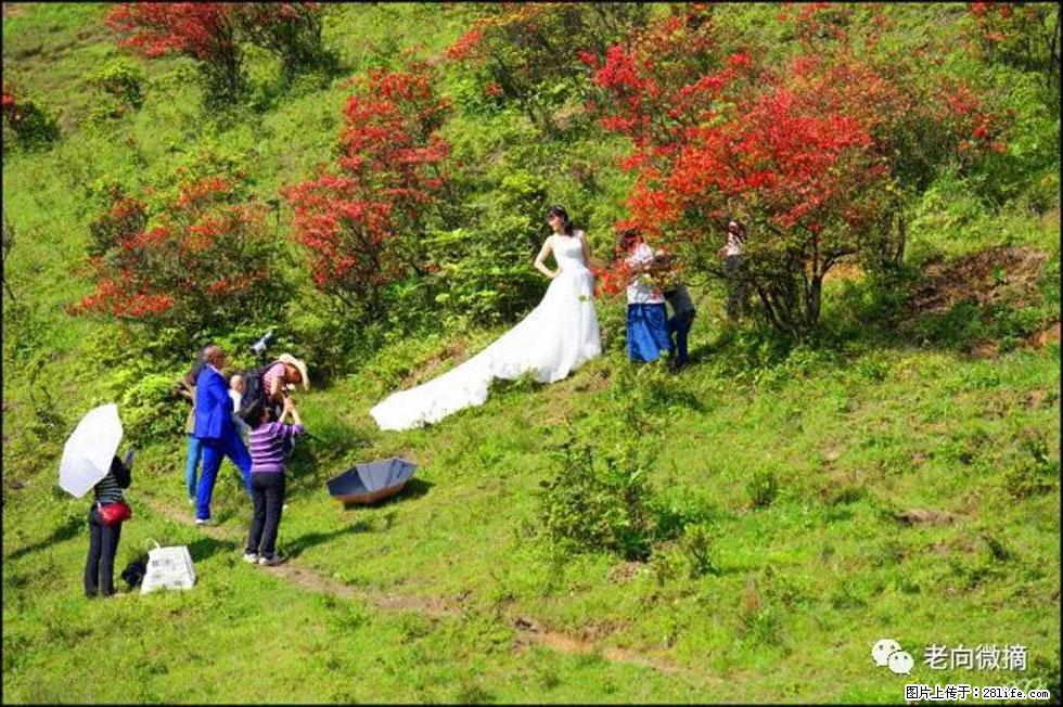 【春天，广西桂林灌阳县向您发出邀请！】宝盖山上映山红 - 游山玩水 - 那曲生活社区 - 那曲28生活网 nq.28life.net