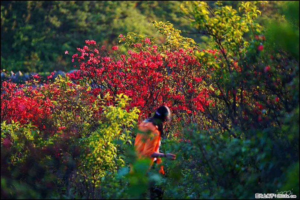 【春天，广西桂林灌阳县向您发出邀请！】春木界上映山红 - 游山玩水 - 那曲生活社区 - 那曲28生活网 nq.28life.net