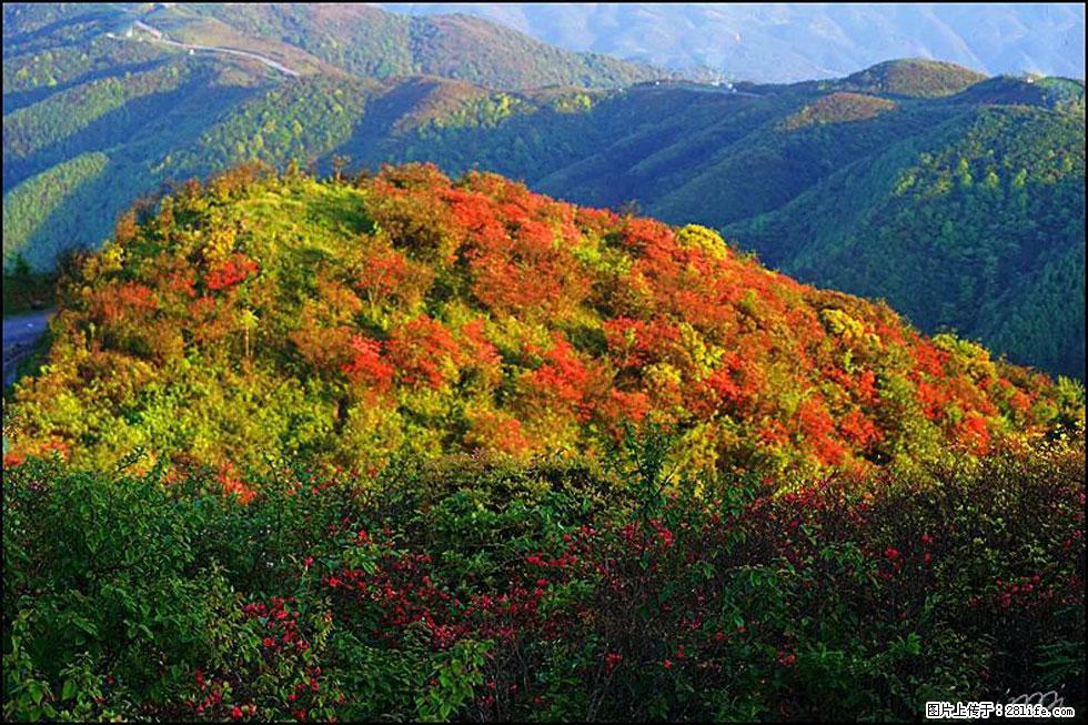 【春天，广西桂林灌阳县向您发出邀请！】春木界上映山红 - 游山玩水 - 那曲生活社区 - 那曲28生活网 nq.28life.net