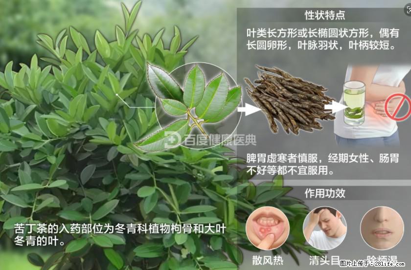 苦丁茶有哪些功效和作用 - 生活百科 - 那曲生活社区 - 那曲28生活网 nq.28life.net