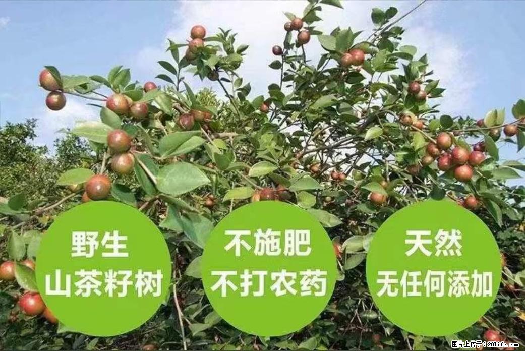 【灌阳县油茶产业示范区】一个有着充实的精神生活的人，对待身外之物自会有一种淡泊的态度 - 土特产 - 饮食特产 - 那曲分类信息 - 那曲28生活网 nq.28life.net