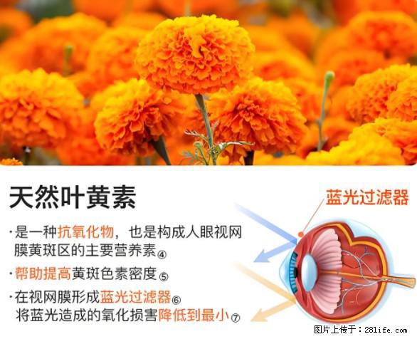 叶黄素有什么功效和作用 - 生活百科 - 那曲生活社区 - 那曲28生活网 nq.28life.net