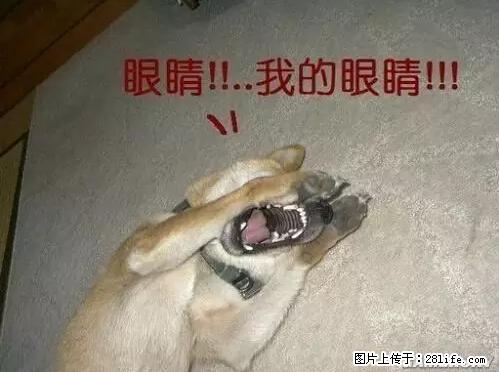 笑癫了！一女的怀孕三年未生，他终于忍不住了... - 娱乐八卦 - 那曲生活社区 - 那曲28生活网 nq.28life.net