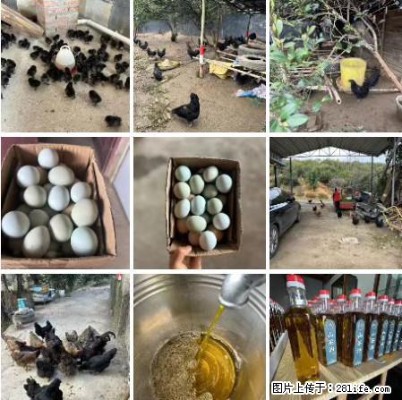 油茶园从小鸡仔开始养起的纯土鸡、土鸡蛋可以预定啦！还有前几天刚榨的纯山茶油哦 - 美食天地 - 那曲生活社区 - 那曲28生活网 nq.28life.net
