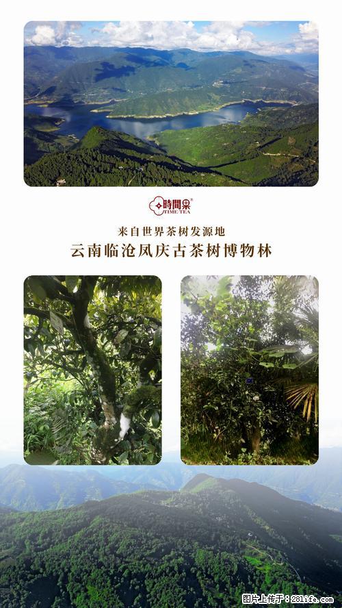 时间果百年古树2025年春红茶 - 购物交流 - 那曲生活社区 - 那曲28生活网 nq.28life.net