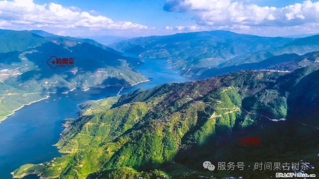 时间果百年古树龙珠普洱生茶 - 购物交流 - 那曲生活社区 - 那曲28生活网 nq.28life.net