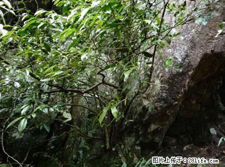 平乐石崖茶，珍贵仅次于金花茶 - 那曲生活资讯 - 那曲28生活网 nq.28life.net